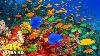 Les Merveilles Sous-marines étonnantes De La Mer Rouge En 4k Musique Relaxante Des Récifs Coralliens Et De La Vie Marine Colorée
